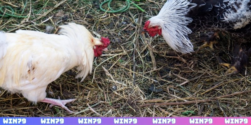 Các giống gà đá hay nhất