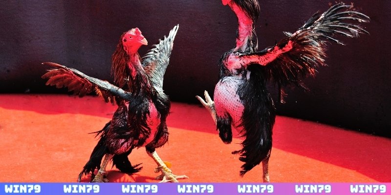 Mẹo cược đá gà chuẩn