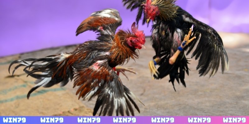 Thông tin sảnh đá gà WIN79