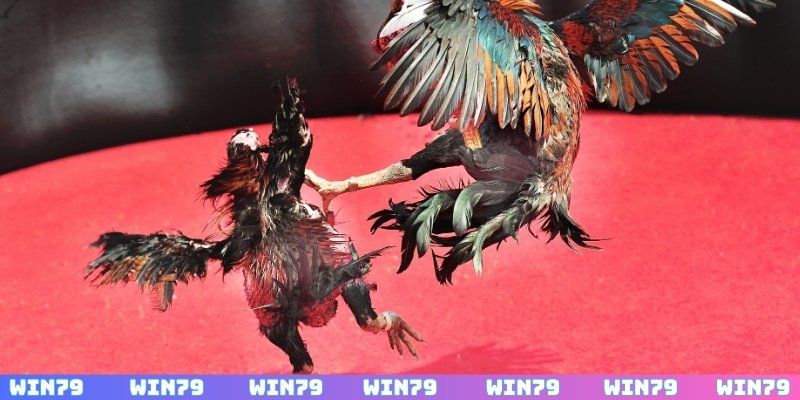 Tìm hiểu luật chơi đá gà